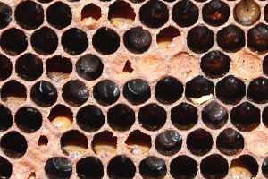 Diagnostic labs and services for beekeepers