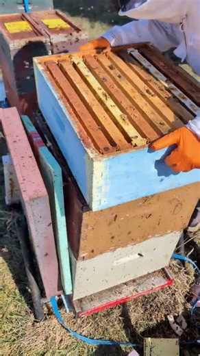 Feeding your #bees with unused frames of honey #beekeeping