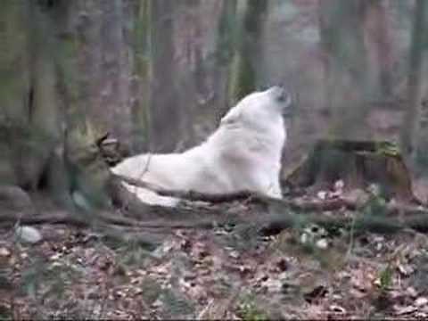 hurlements de loups arctiques