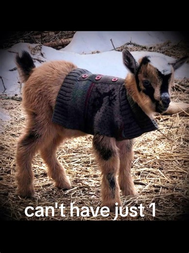 Adorable Baby Goats: A Barnyard Delight