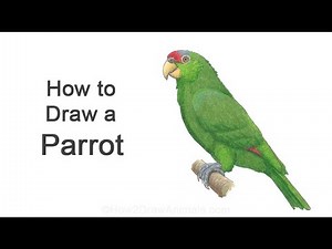 How To Draw a Parrot (Red-Crowned Amazon)