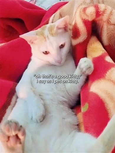 that was an evil kitty :)