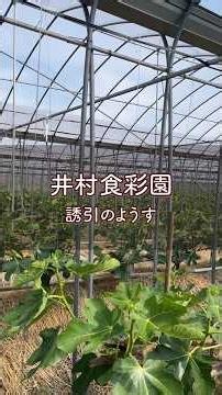 【イチジク畑の成長管理、実りにつなげる誘引作業】