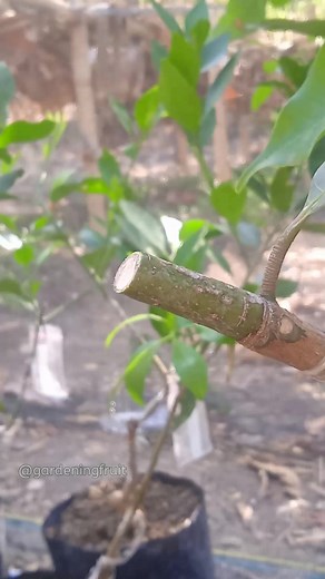 40K views · 598 reactions | propagation mango tree by grafting & feeding seedlings #satisfying #graftingtechnique | GardeningFruit | Facebook