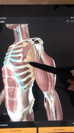 عضلة المنشار | تشريح وتمارين Serratus Anterior – The Boxer Muscle Anatomy & Exercises