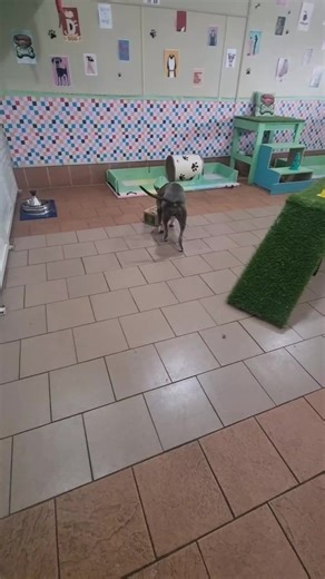 Monday Sniffari with Memphis, Cliffi & Daisy ✨️