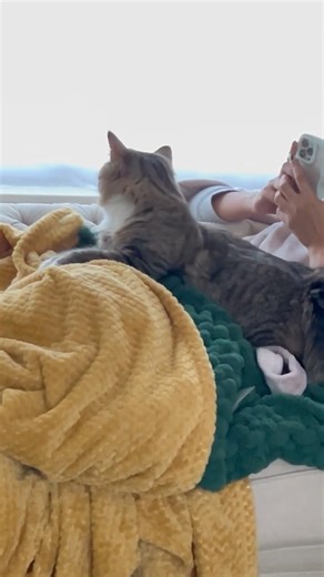 🍪If you know you know - read description 🍪 #cookiecat #lamb&chowder #cat #lamb #shorts #safe ✨