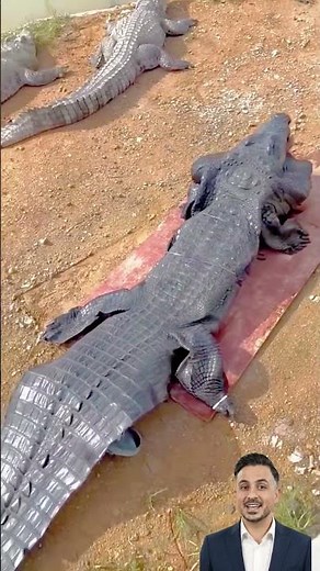 Er dachte, er könnte das Krokodil anfassen… 😳🐊