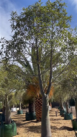 Our QLD Bottle Tree’s have been grown from seedlings right here in our plantation and range from 10 to 25 years in age. Can’t see what you need in the nursery? Book a time to view our plantation and hand pick your perfect tree! For all enquiries  0456 269 977 | Palm Life | Facebook