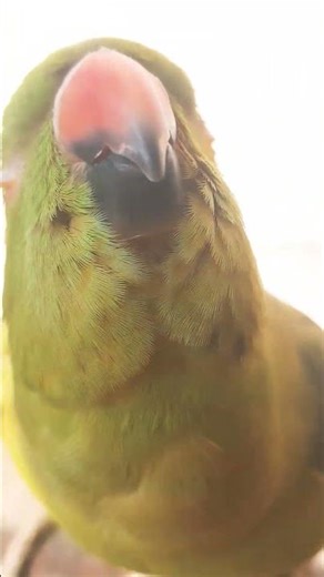 #rap #music #hiphop #birds #talkingparot #birdspecies #cute #nonstoptalkingparrot #funny .