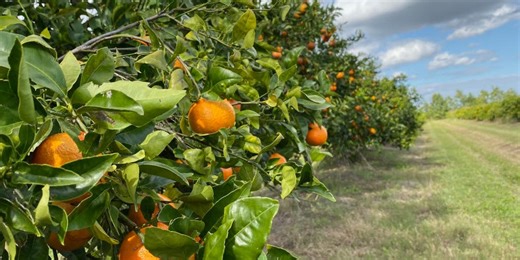 Less juice to squeeze: Extreme weather, diseases impacting orange harvests