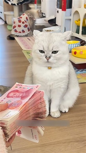 The Cat Took the Money and Started Acting Crazy! 😵