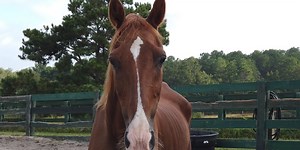 ‘It’s heartbreaking’: Equine Rescue of Aiken’s desperate cry for help