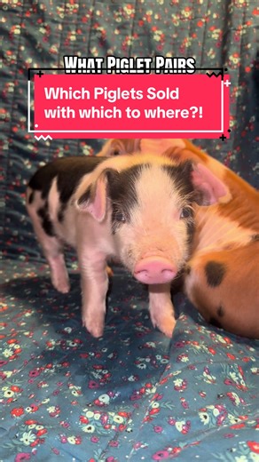 Join Azalea and Zendaya on the Farm Adventure