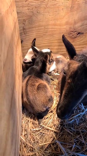 56K views · 4.3K reactions | Are you ready to goat today or do you need to sleep in？ #p... #babygoats | Mommy Farmer | Facebook