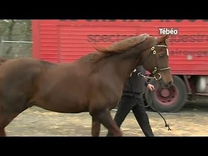 Salon du cheval : Faire connaître les chevaux bretons