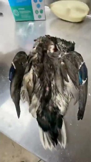 Mallard duck taxidermy timelapse