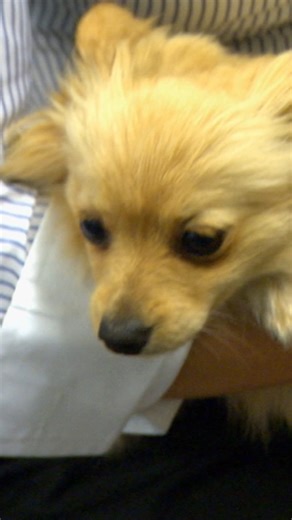 Pomeranian sick after swallowing bikini string🫣 | Bondi Vet