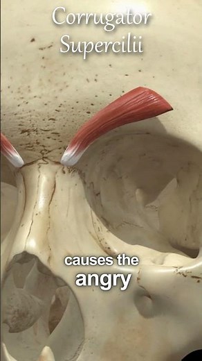Corrugator supercilii muscle overview