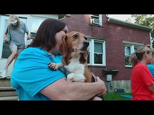'It's a wonderful day' | First group of beagles rescued from VA breeding facility