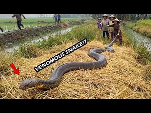 Catching VENOMOUS SNAKES in the wilderness | Venom is everywhere | A survival challenge