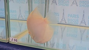 Our winning fish at the paris Discus show 2024. | Chens Discus UK