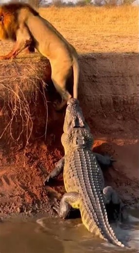 Crocodile Catches Lion 🐊🦁 Shocking Moment! #CrocodileAttack #predatorshowdown #Wild #AnimalFight