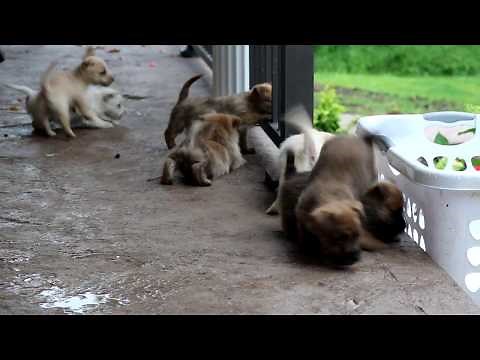 Cairn Terrier Puppies for Sale