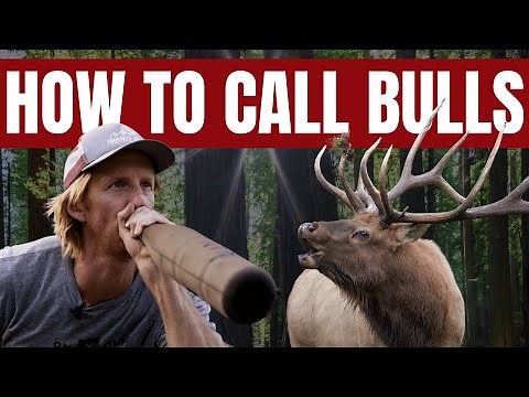 Elk Bugling Tips: Calls You Should Master