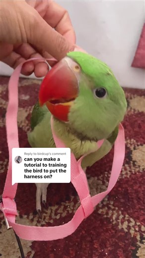 Harness Training Baby Parrots for Safety
