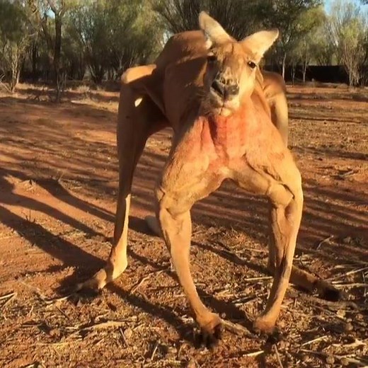 2.1K views · 4.4K reactions | Roger my huge, beautiful alpha male kangaroo! The noise Roger is making is kangaroo language for 'I am warning you, go away or I will kick-box you'. | The Kangaroo Sanctuary Alice Springs | Facebook