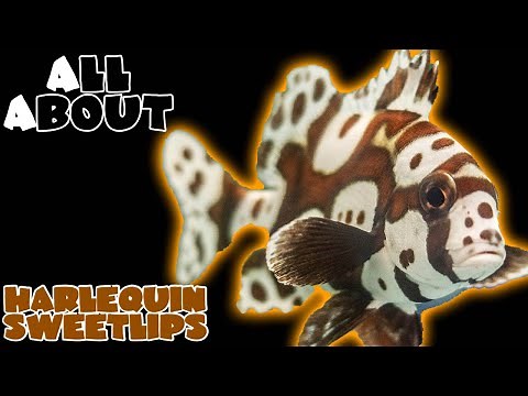 All About The Harlequin Sweetlips or Spotted Sweetlips or Clown Sweetlips