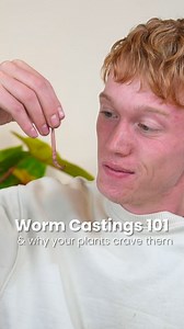 What are worm castings? Why your plants crave them! Worm castings: the unsung hero of plant care. It’s packed with nutrients that give plants an unbeatable growth boost without the risks of over-fertilizing. Perfect for beginners and pros alike, I’m breaking down why these tiny castings are essential for any indoor garden. Ready to level up your plant game? Check out the full video on my YouTube! - - - #HouseplantCare #WormCastings101 #GreenThumb #PlantLovers #IndoorPlants #UrbanJungle #Sybotani