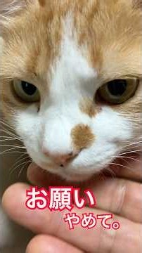 「やめてよ！」猫に嫌われた…お爺ちゃんがしたこと #shorts