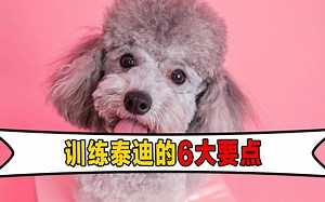 如何训练泰迪犬？这6个要点，主人要掌握