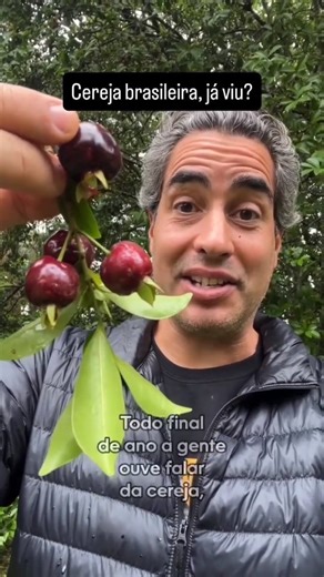 Tocos e Cia on Instagram: "🍒 Você sabia que o Brasil também tem sua própria “cereja”? Muita gente conhece a cerejeira japonesa e até a cereja europeia do Natal… mas poucos sabem da cereja brasileira, uma frutinha nativa deliciosa e cheia de história! 🌿🇧🇷 Ela pertence ao gênero Eugenia, extremamente rico em espécies frutíferas, e mostra como nossa flora é poderosa, diversa e pouco explorada. 🌱 Preservar nossas espécies nativas é essencial. Sempre adquira mudas de produtores autorizados — ret