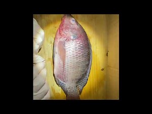 Parts of a fish (fish dissection) Montessori Elementary