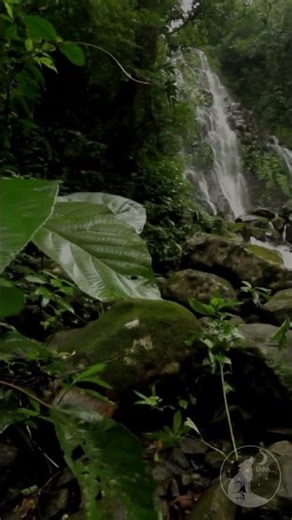 Whispering Wildlife | ASMR Episode #2 The Garden Snail 🐌