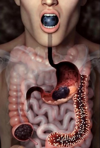 INSANE 3D Visualization of the Human Stomach & Digestion! 🤯 #3danimation #cgi #ootd