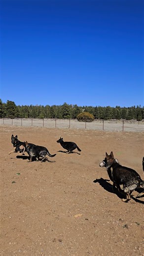 German Shepherd pack. Check out these gorgeous dogs. #dog #dogs #germanshepherdsoftiktok #gsd #gorgeous