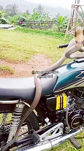 704K views · 10K reactions | Rx king cobra #rxking #rxkingnusantara #2tak #storyrxking | Video Rx King | Facebook