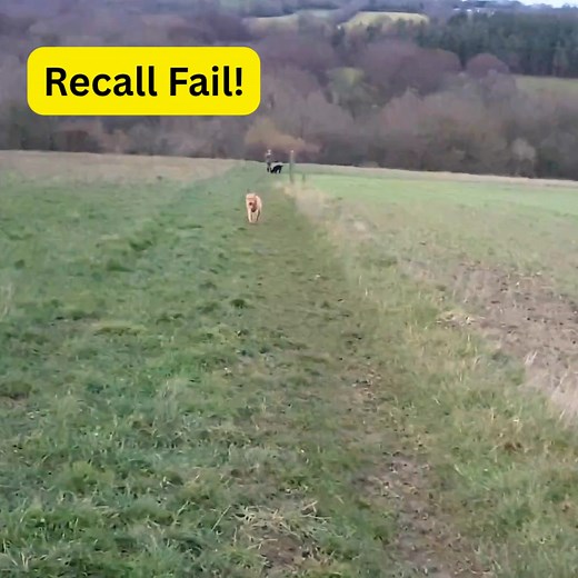 2.9K views · 18 reactions |  The Human Side of Training Sometimes...