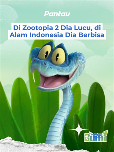 Ular biru ini kelihatan cantik dan kalem. Tapi jangan ketipu ya. Viper biru adalah ular berbisa asli Indonesia. Bukan karakter film, bukan hewan peliharaan. Kalau sudah viral, yang sering kena dampak justru alamnya. Cintai satwa liar, cukup dari jauh. #PantauBumi #UlarViperBiru #SatwaLiarIndonesia #Zootopia2