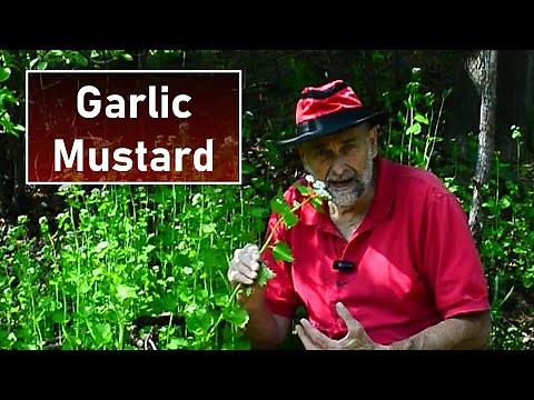 Garlic Mustard - Easy Way to Get Rid of It