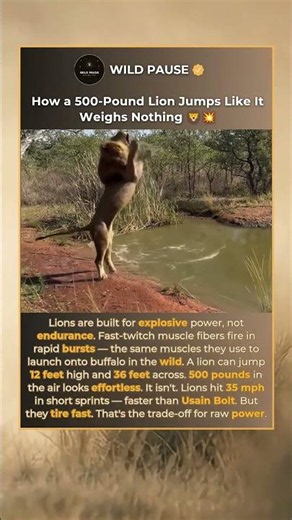 How a 500-Pound Lion Defies Gravity 🦁