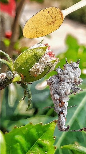 Get rid of locust tree pests easily at home