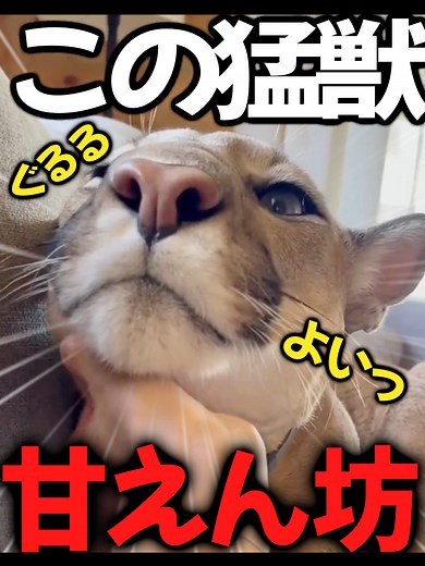 かわいいペット：ピューマの飼育方法と魅力