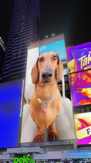 Trufa La Salchicha | Trufi-Lovers he alcanzado la fama mundial!🤣 Una Trufita en New York!💖 Gracias a todos por hacer posible mi estrellato!🤩 Conquistaremos el... | Instagram