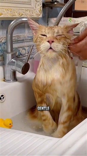 Cat Bath Tips That Actually Work