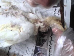 Brain Dissection in Chicken 1